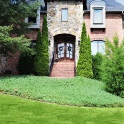 Green Mound Juniper -Green Yard Plant Store Green Mound Juniper 4