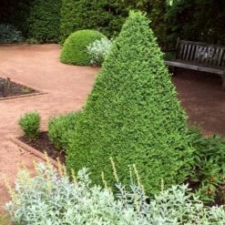 Green Mountain Boxwood Shrub 4 Green Mountain Boxwood Shrub -Green Yard Plant Store Green Mountain Boxwood 1 FGT