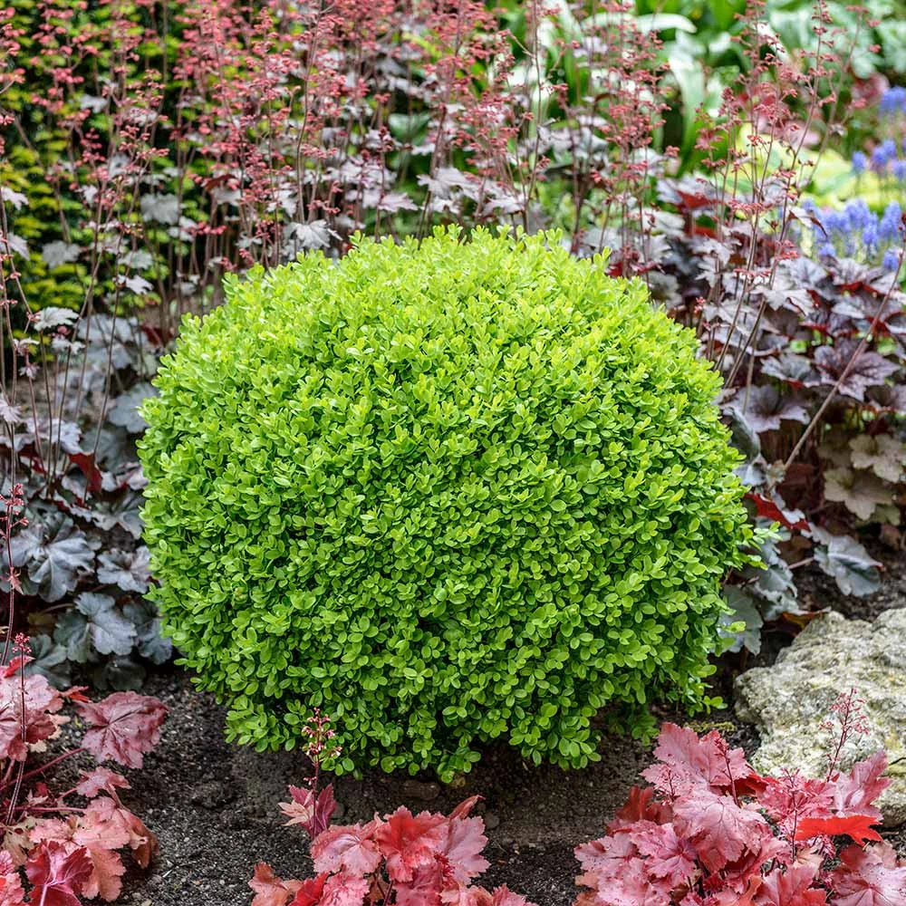 Green Velvet Boxwood Shrub 2 Green Velvet Boxwood Shrub - Image 2