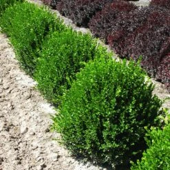 Green Velvet Boxwood Shrub 10 Green Velvet Boxwood Shrub -Green Yard Plant Store Green Velvet Boxwood 2