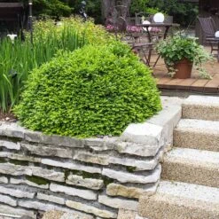 Green Velvet Boxwood Shrub 9 Green Velvet Boxwood Shrub -Green Yard Plant Store Green Velvet Boxwood 4 FGT