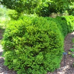 Green Velvet Boxwood Shrub 11 Green Velvet Boxwood Shrub -Green Yard Plant Store Green Velvet Boxwood 7