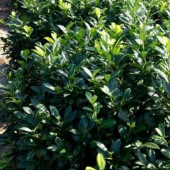 Greenfinity Cherry Laurel -Green Yard Plant Store Greenfinity Laurel 2