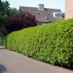 Greenfinity Cherry Laurel -Green Yard Plant Store Greenfinity Laurel 3 FGT