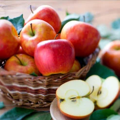 Fuji & Haralson Twisted Apple Tree 9 Fuji & Haralson Twisted Apple Tree -Green Yard Plant Store Harelson