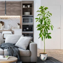 Smoothie Kit -Green Yard Plant Store Hass Avocado 1 FGT