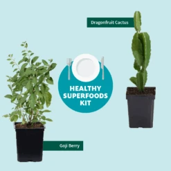 Goji Berry -Green Yard Plant Store Healthy Superfoods Kit Graphic ceafb56f 8262 49e7 9792 ea28ea2e548e