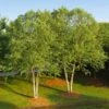 Heritage® River Birch