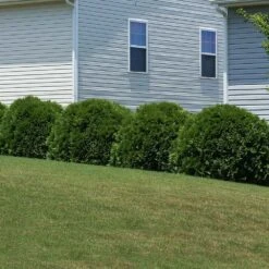 Hetz Midget Thuja Shrub 7 Hetz Midget Thuja Shrub -Green Yard Plant Store Hetz Midget Thuja 6