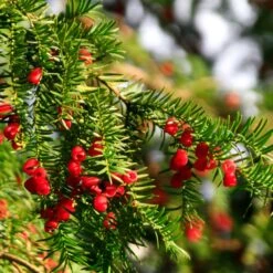 Hicks Yew Tree 11 Hicks Yew Tree -Green Yard Plant Store Hicks Yew7 FGT