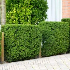 Hicks Yew Tree 9 Hicks Yew Tree -Green Yard Plant Store Hicks Yew 4 FGT
