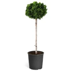 Dwarf Hinoki Cypress Tree -Green Yard Plant Store Hinoki Cypress Standard 1