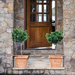 Dwarf Hinoki Cypress Tree -Green Yard Plant Store Hinoki Cypress Standard 2 6bc85b90 3eec 439f 92d1 ae3e8dfe164a