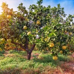 Hirado Pummelo Tree -Green Yard Plant Store Hirado Pummelo 1