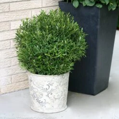 Gem Box® Holly Shrub 6 Gem Box® Holly Shrub -Green Yard Plant Store Holly Gem Box 2 FGT