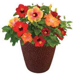 Bloom Bash® Hollywood® Hibiscus -Green Yard Plant Store Hollywood Hibiscu BLoom Bash 1
