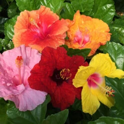 Bloom Bash® Hollywood® Hibiscus -Green Yard Plant Store Hollywood Hibiscu BLoom Bash 2
