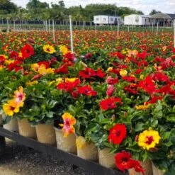 Bloom Bash® Hollywood® Hibiscus -Green Yard Plant Store Hollywood Hibiscu BLoom Bash 4