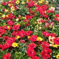 Bloom Bash® Hollywood® Hibiscus -Green Yard Plant Store Hollywood Hibiscu BLoom Bash 5