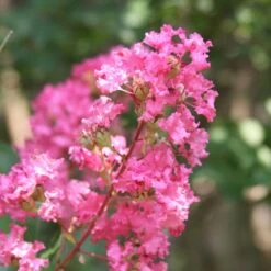 Hopi Crape Myrtle 9 Hopi Crape Myrtle -Green Yard Plant Store Hopi Crape Myrtle 1