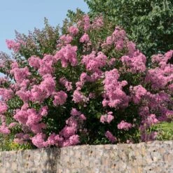 Hopi Crape Myrtle 8 Hopi Crape Myrtle -Green Yard Plant Store Hopi Crape Myrtle 5
