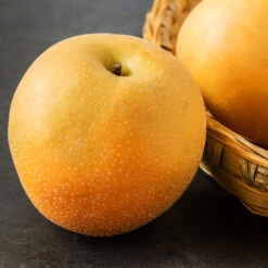 Hosui Asian Pear Tree 7 Hosui Asian Pear Tree -Green Yard Plant Store Hosui Pear 2