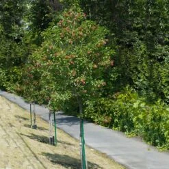 Hot Wings® Maple Tree -Green Yard Plant Store Hot Wings Tartarian Maple 1