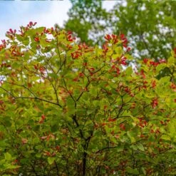Hot Wings® Maple Tree -Green Yard Plant Store Hot Wings Tartarian Maple 3