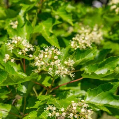 Hot Wings® Maple Tree -Green Yard Plant Store Hot Wings Tartarian Maple 5