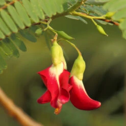 Red Hummingbird Tree (Sesbania Grandiflora) -Green Yard Plant Store Hummingbird Tree 5 FGT