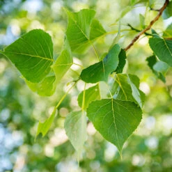 Superior Hybrid Poplar Tree 6 Superior Hybrid Poplar Tree -Green Yard Plant Store Hybrid Poplar 1