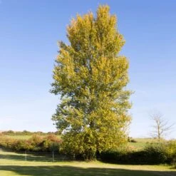 Superior Hybrid Poplar Tree 7 Superior Hybrid Poplar Tree -Green Yard Plant Store Hybrid Poplar 3