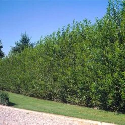 Willow Hybrid Tree -Green Yard Plant Store Hybrid Willow 600x600 2dfc15a0 703c 41ff 8de6 2296fcf3b035