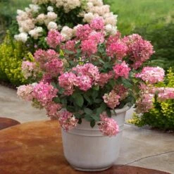 Fire Light® Hydrangea Shrub -Green Yard Plant Store Hydrangea FIrelight 6