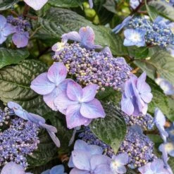 Endless Summer® Pop Star® Bigleaf Hydrangea -Green Yard Plant Store Hydrangea Pop Star 2