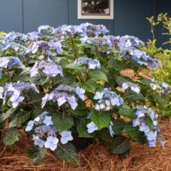 Endless Summer® Pop Star® Bigleaf Hydrangea -Green Yard Plant Store Hydrangea Pop Star 4 FGT