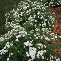 Icy Drift® Rose -Green Yard Plant Store Icy Drift Rose 1 FGT