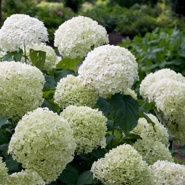Incrediball® Hydrangea Shrub 1 Incrediball® Hydrangea Shrub