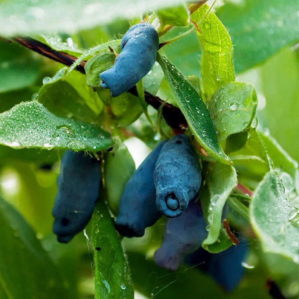 Indigo Gem Haskap (Honeyberry) 1 Indigo Gem Haskap (Honeyberry)