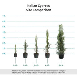 Italian Cypress -Green Yard Plant Store Italian Cypress Size Comparison ugc test