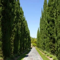 Italian Cypress -Green Yard Plant Store Italian Cypress 1 FGT