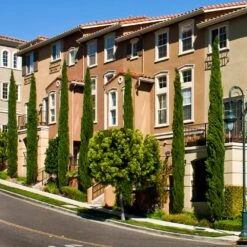 Italian Cypress -Green Yard Plant Store Italian Cypress 3 FGT