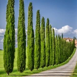 Italian Cypress -Green Yard Plant Store Italian Cypress 6 FGT