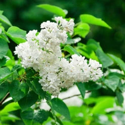 Ivory Silk Japanese Lilac Tree 9 Ivory Silk Japanese Lilac Tree -Green Yard Plant Store Ivory Silk Lilac 2