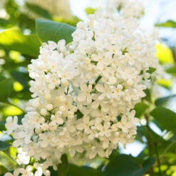 Ivory Silk Japanese Lilac Tree 7 Ivory Silk Japanese Lilac Tree -Green Yard Plant Store Ivory Silk Lilac 4