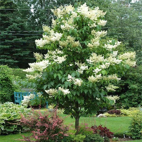 Ivory Silk Japanese Lilac Tree 1 Ivory Silk Japanese Lilac Tree