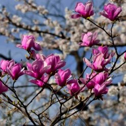 Jane Magnolia -Green Yard Plant Store Jane Magnolia 4 FGT