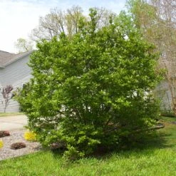 Jane Magnolia -Green Yard Plant Store Janr Magnolia 5 FGT