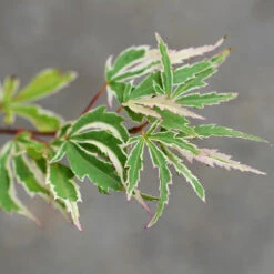 Butterfly Japanese Maple Tree -Green Yard Plant Store Japanese Maple BUtterfly 2