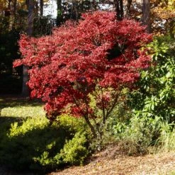 Red Japanese Maple Tree 7 Red Japanese Maple Tree -Green Yard Plant Store Japanese Maple Red 3